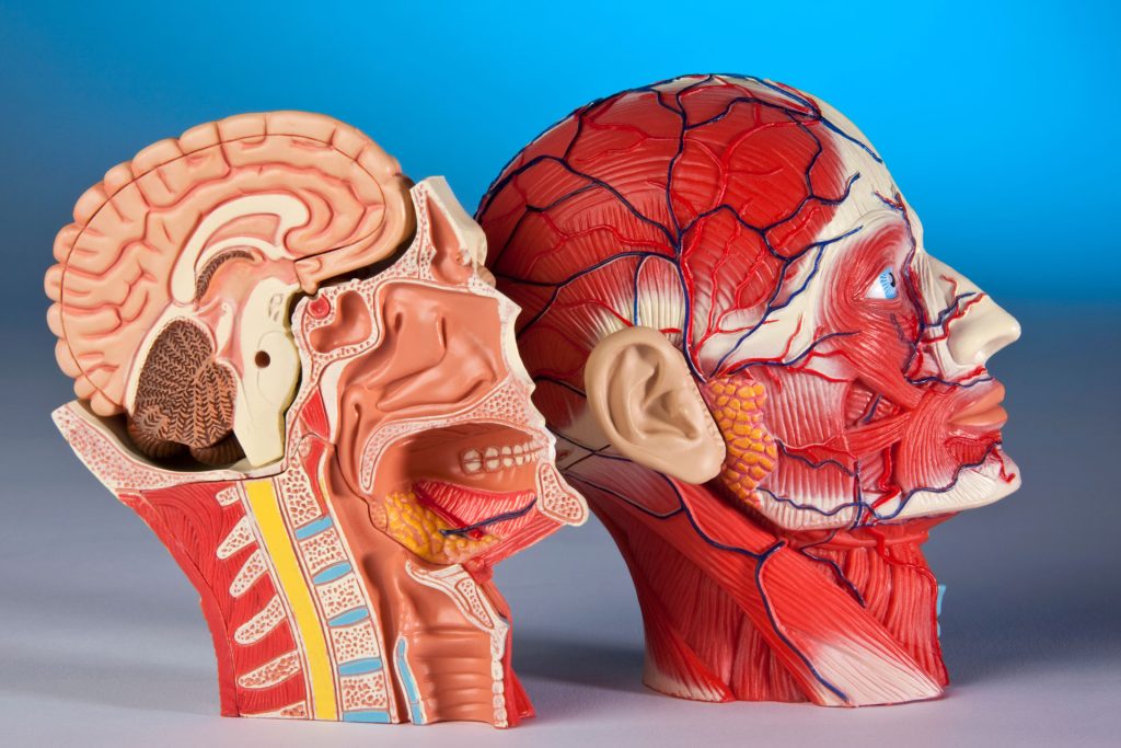 Human head anatomy model.